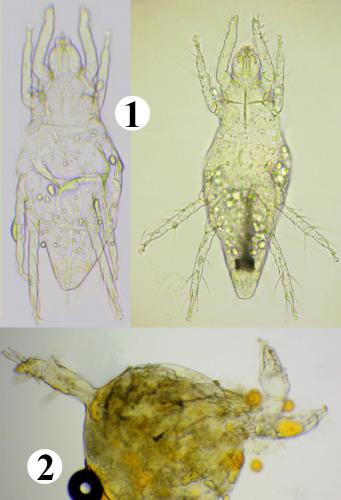 Réf. 248 526 : Pyemotes tritici
